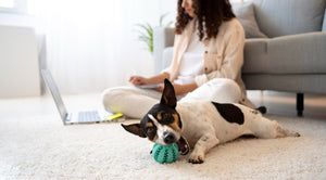 10 Must-Haves für jeden Hundehalter – von Leine bis Hundebett