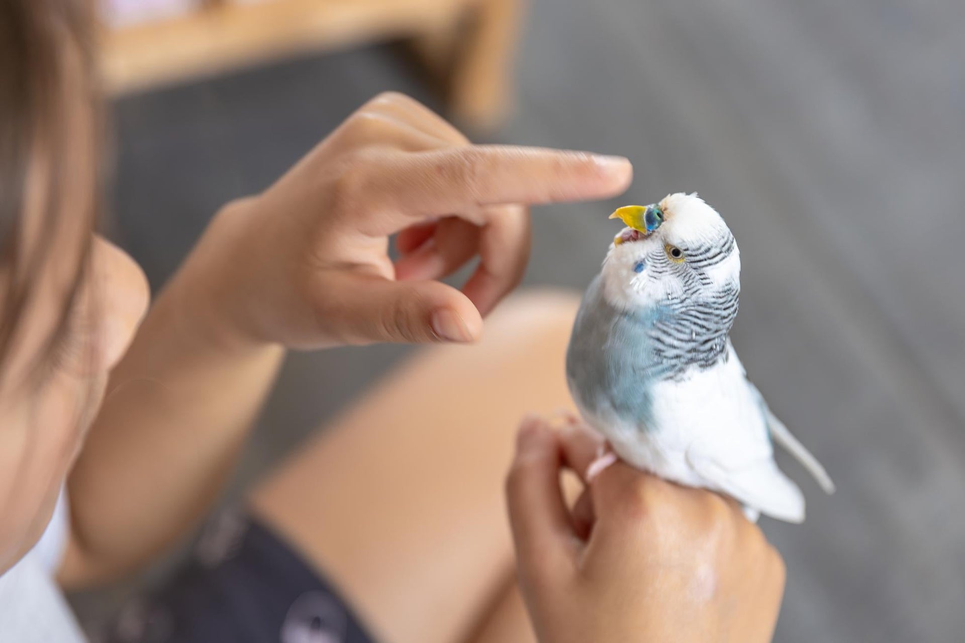 Warum artgerechtes Zubehör für Vögel so wichtig ist